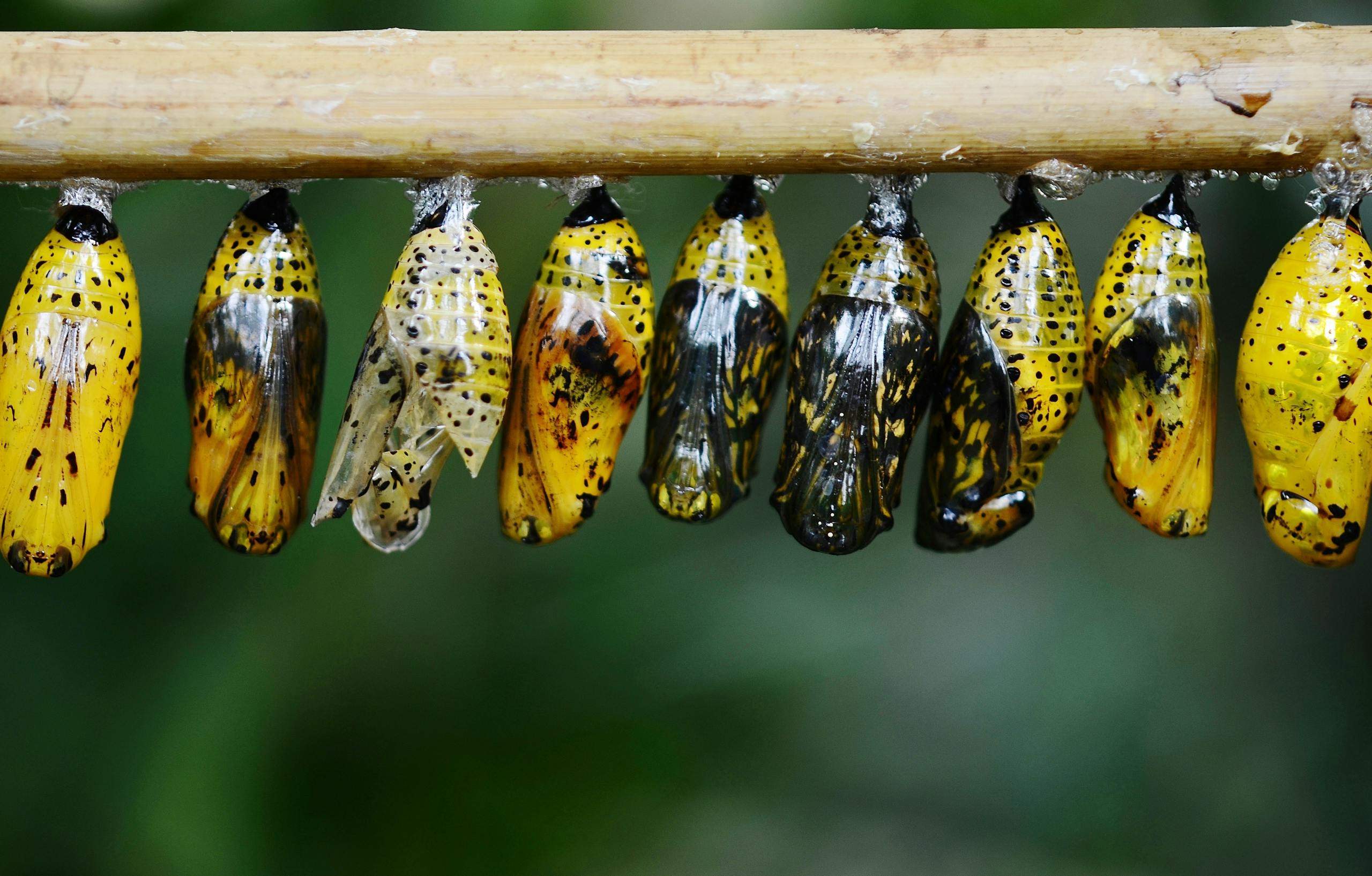 nine Yellow and Black chrysalis about to transition into butterflies
